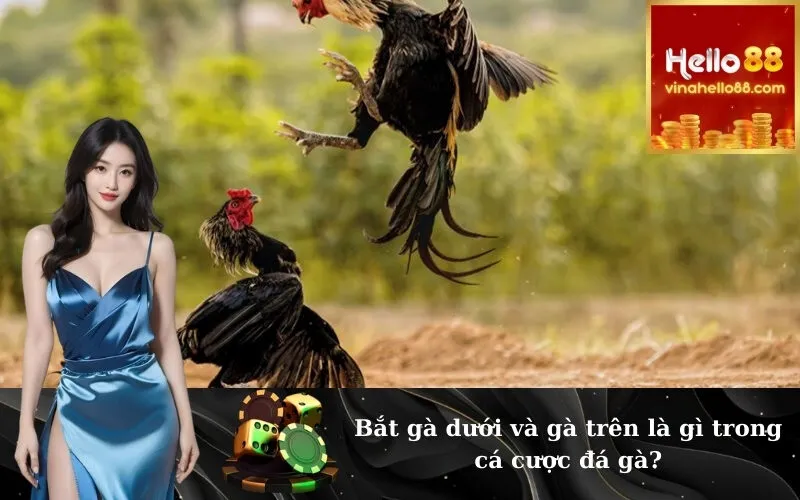 Bắt gà dưới và gà trên là gì trong cá cược đá gà?
