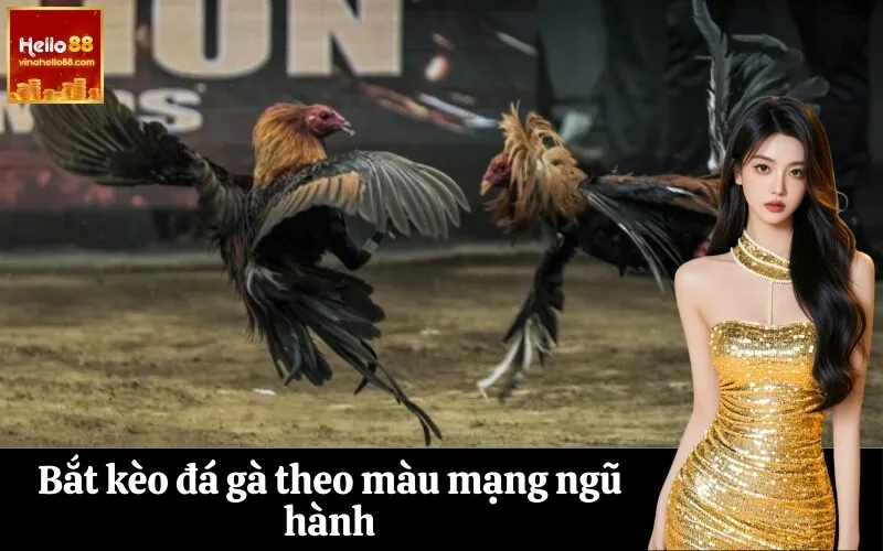 Bắt kèo đá gà theo màu mạng ngũ hành