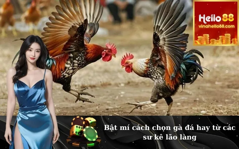 Bật mí cách chọn gà đá hay từ các sư kê lão làng