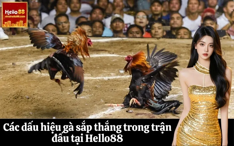 Các dấu hiệu gà sắp thắng trong trận đấu tại Hello88