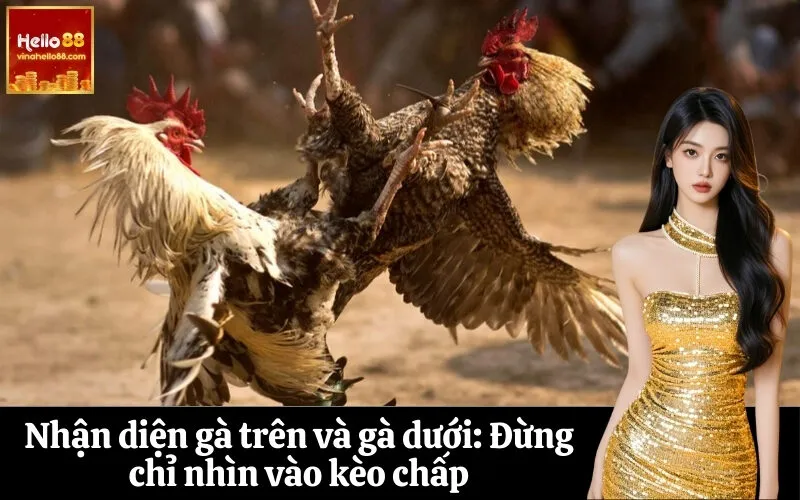 Nhận diện gà trên và gà dưới Đừng chỉ nhìn vào kèo chấp
