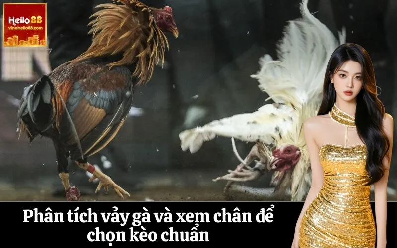 Phân tích vảy gà và xem chân để chọn kèo chuẩn