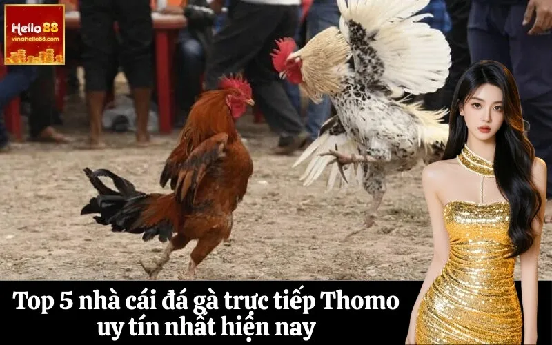Top 5 nhà cái đá gà trực tiếp Thomo uy tín nhất hiện nay